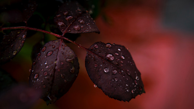 Red leaf water droplets macro #3 free wallpaper for desktop - medium preview image