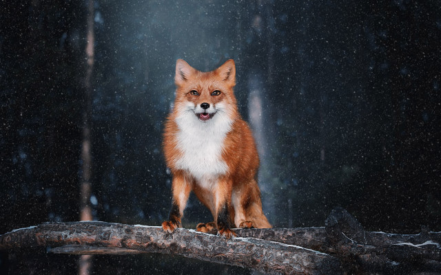 Red fox snow falling illustration free wallpaper for desktop - medium preview image