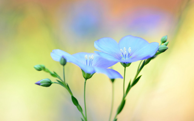 Blue flower macro butterfly blurry free wallpaper for desktop - medium preview image