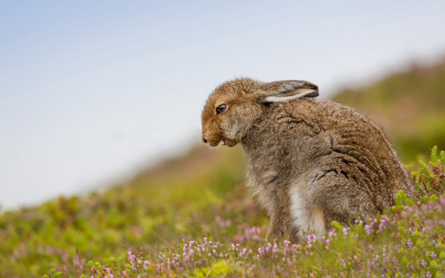 Rabbit flower field blurry depth free wallpaper for desktop - medium preview image