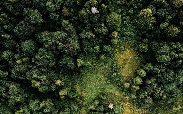 Forest branch sunlight path bush free wallpaper for desktop - medium preview image