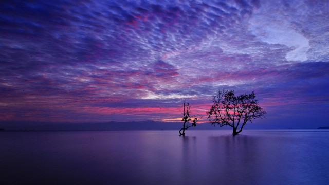 Lone tree lake sunset mystical free wallpaper for desktop - medium preview image