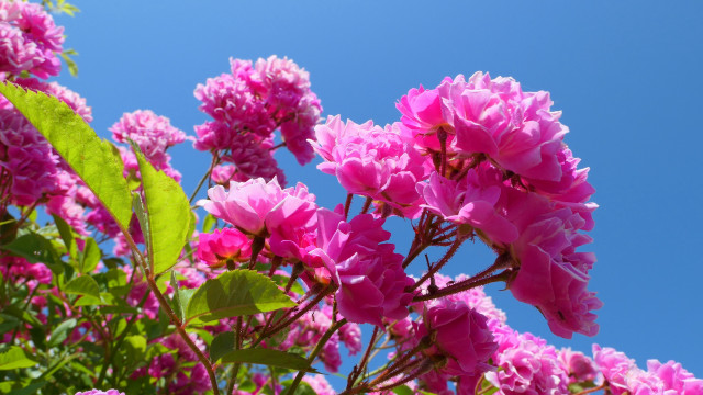 Pink flowers sunny blue sky free wallpaper for desktop - medium preview image