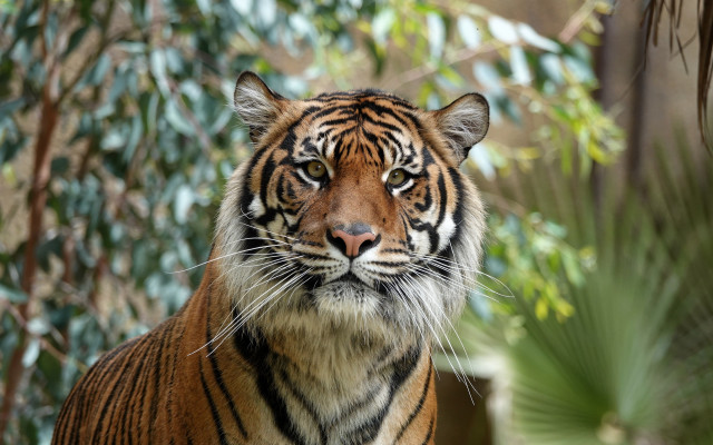 Tiger camera blurry background bokeh free wallpaper for desktop - medium preview image