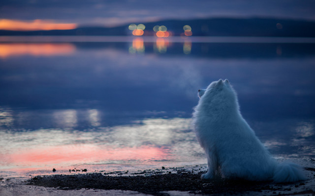 White dog beach ocean night free wallpaper for desktop - medium preview image