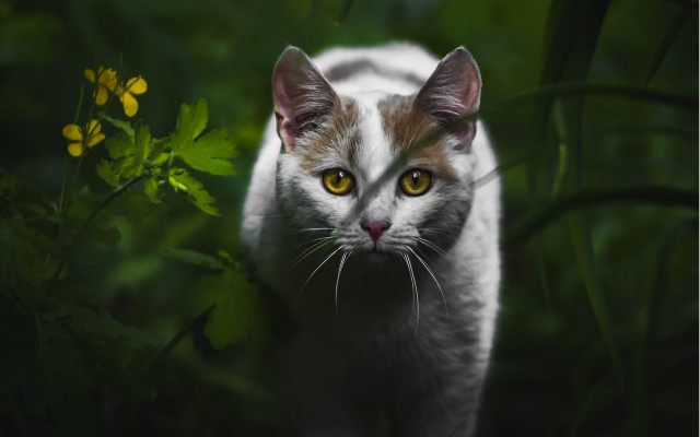 Cat yellow eyes walking field free wallpaper for desktop - medium preview image