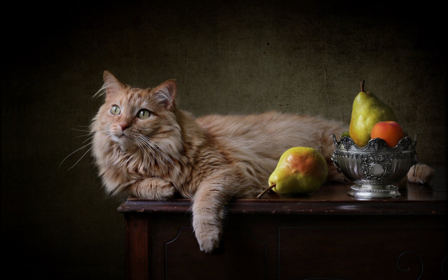 Cat table silver bowl pears free wallpaper for desktop - medium preview image
