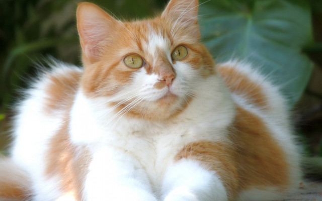 Cat crossed paws green plant free wallpaper for desktop - medium preview image