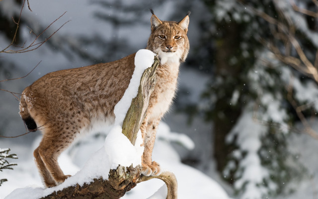 Lynx snowy forest branch wildlife free wallpaper for desktop - medium preview image