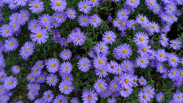 Purple flower field yellow centers free wallpaper for desktop - medium preview image