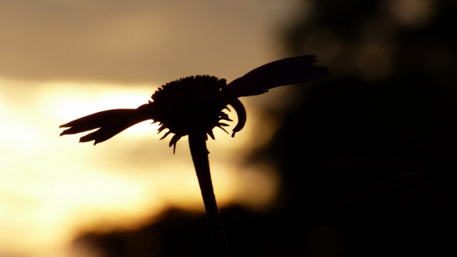 Flower stem sunset clouds macro free wallpaper for desktop - medium preview image