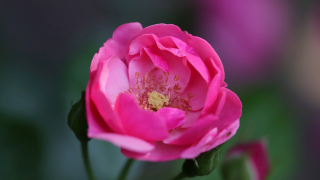 Pink flower green blurry rococo free wallpaper for desktop - medium preview image