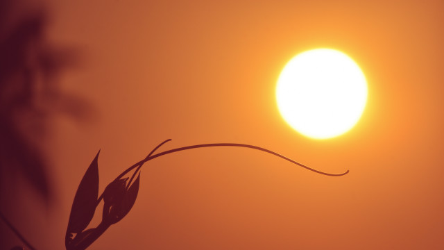 Plant sun moon night sky free wallpaper for desktop - medium preview image