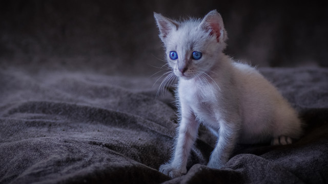 White kitten blue eyes serious #3 free wallpaper for desktop - medium preview image
