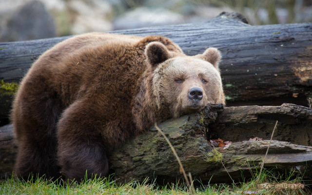 Brown bear log sad wildlife free wallpaper for desktop - medium preview image