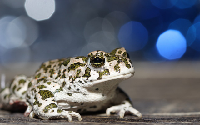 Frog wooden floor blurry lights free wallpaper for desktop - medium preview image