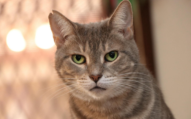 White cat green eyes blurry #4 free wallpaper for desktop - medium preview image