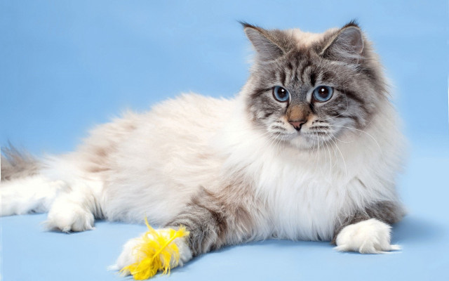 Fluffy cat toy blue background free wallpaper for desktop - medium preview image