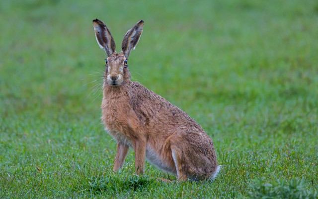 Brown rabbit sad field jigsaw free wallpaper for desktop - medium preview image