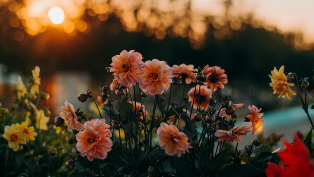 Flowers vase autumn sunset blurry free wallpaper for desktop - medium preview image