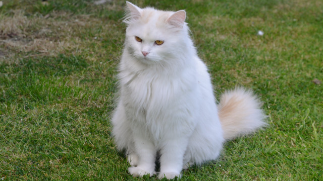 White cat green field bird free wallpaper for desktop - medium preview image