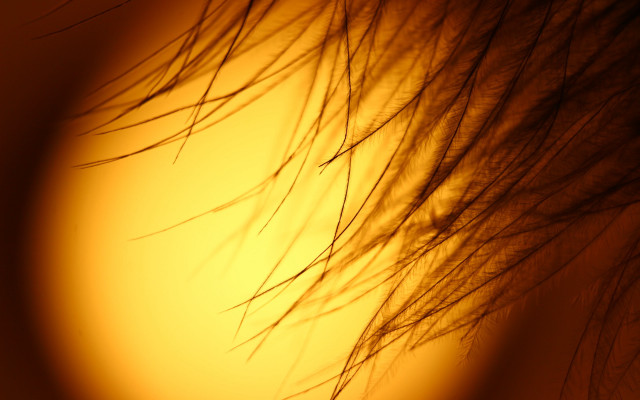 Hair closeup yellow background macro free wallpaper for desktop - medium preview image