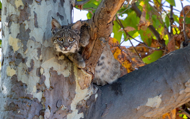 Cat tree side yellow eyes free wallpaper for desktop - medium preview image