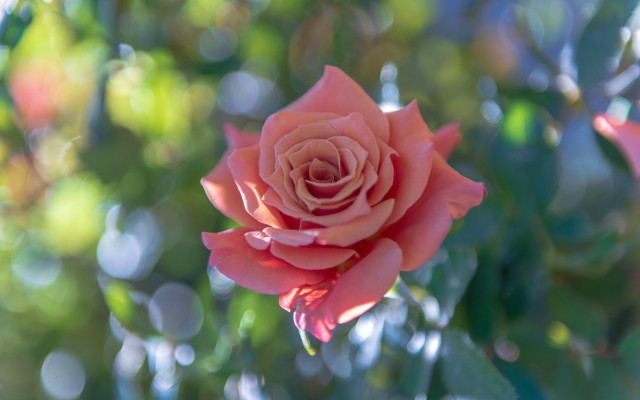 Pink rose garden bokeh shallow free wallpaper for desktop - medium preview image