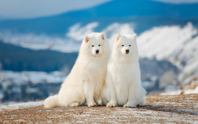 White dogs snowy hill mountains free wallpaper for desktop - medium preview image