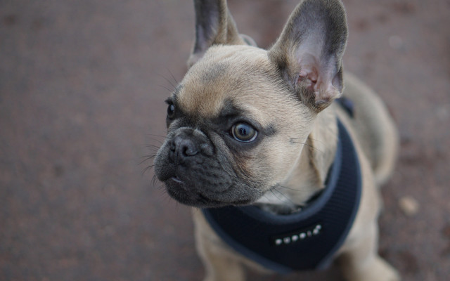 Shiba inu dog collar tilt free wallpaper for desktop - medium preview image