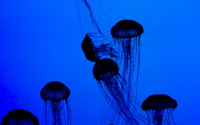 Jellyfish ocean blue bioluminescence nature free wallpaper for desktop - medium preview image