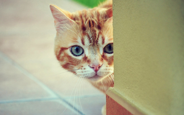 Cat sad blue eyes green free wallpaper for desktop - medium preview image