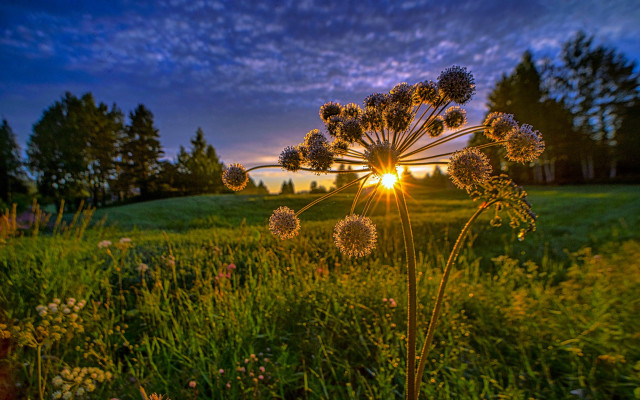 Flower field sunset nature lens free wallpaper for desktop - medium preview image