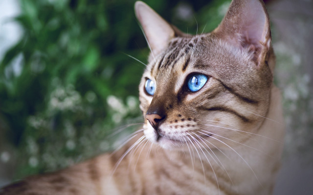 Blue eyes cat outdoors nature free wallpaper for desktop - medium preview image