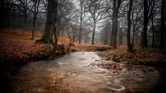 Autumn forest stream leaves bare free wallpaper for desktop - medium preview image