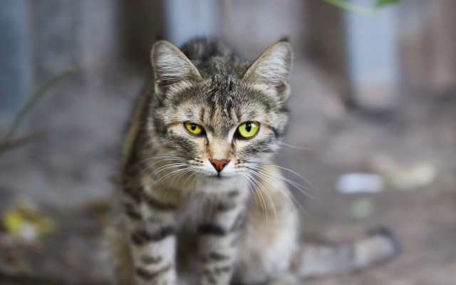 Cat green eyes fence tilt free wallpaper for desktop - medium preview image