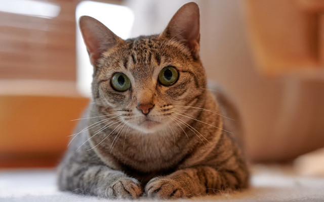 Sad cat tiltshift blurry shiba free wallpaper for desktop - medium preview image