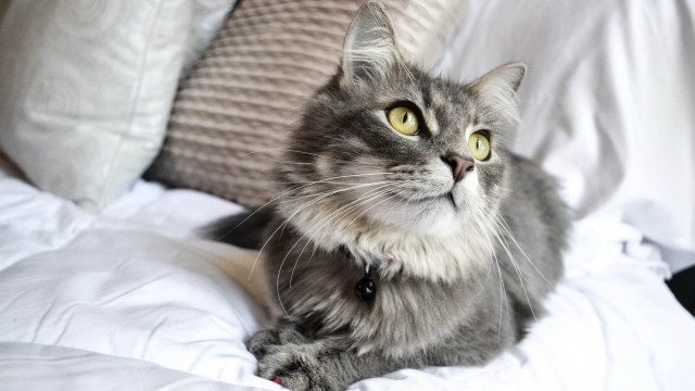 Cat shiba inu yellow eyes free wallpaper for desktop - medium preview image