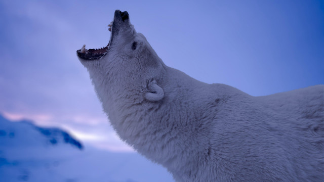 Polar bear open mouth snow free wallpaper for desktop - medium preview image