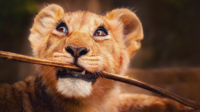 Lion cub surprised stick photorealistic free wallpaper for desktop - medium preview image