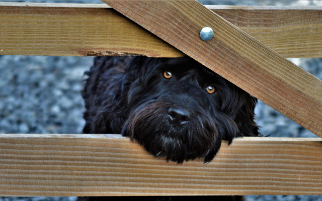 Black dog peeking under bench free wallpaper for desktop - medium preview image