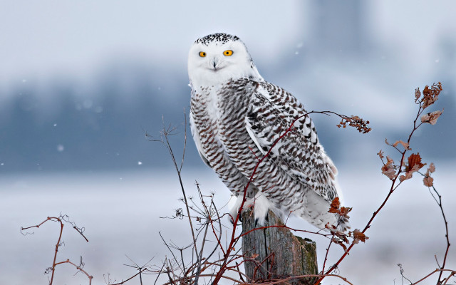 Snowy owl perched post tree free wallpaper for desktop - medium preview image