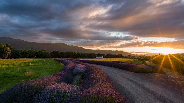 Dirt road lavender field sunset free wallpaper for desktop - medium preview image