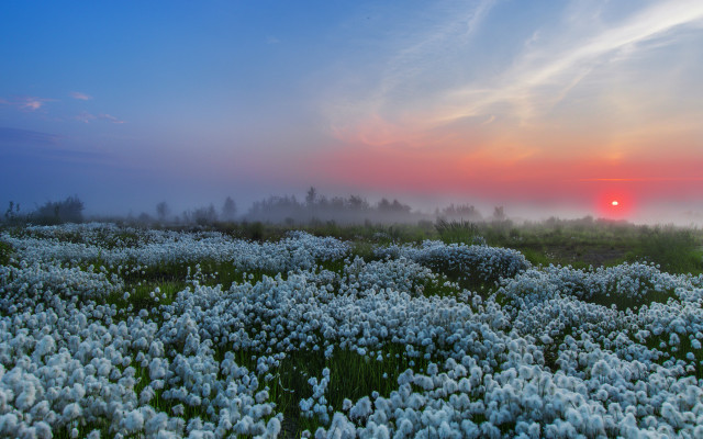 Flower field sunset clouds mountain free wallpaper for desktop - medium preview image