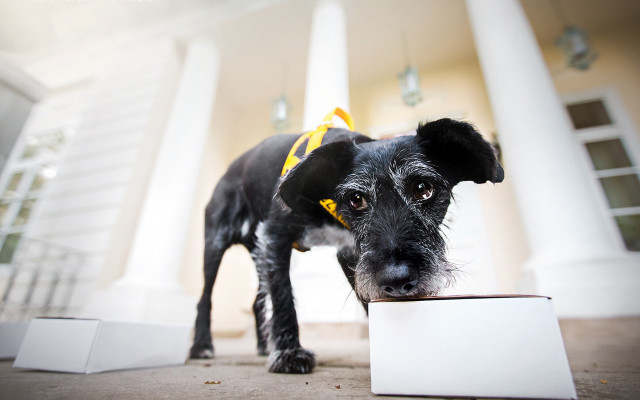 Black dog yellow collar blurry free wallpaper for desktop - medium preview image