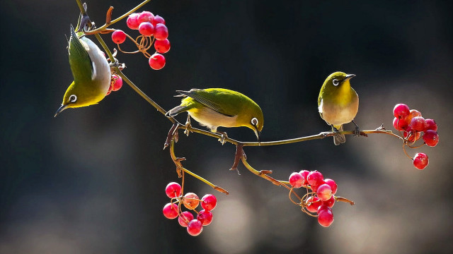 Birds branch berries food puzzle free wallpaper for desktop - medium preview image