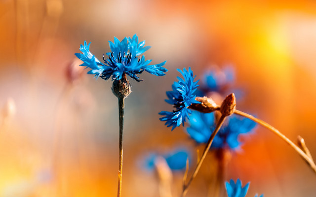 Blue flower macro blurry background #3 free wallpaper for desktop - medium preview image