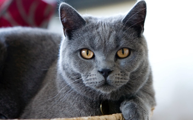 Gray cat yellow eyes basket free wallpaper for desktop - medium preview image