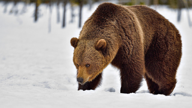 Brown bear snow forest fence free wallpaper for desktop - medium preview image