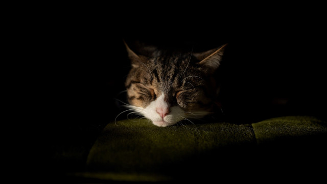 Sleeping cat green blanket dark free wallpaper for desktop - medium preview image